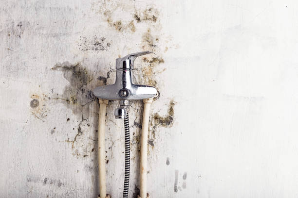 Best Mold Testing and Inspection Services in Warrenton, VA