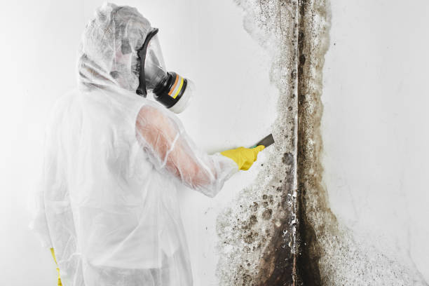 Best Mold Remediation for Specific Building Types in Warrenton, VA