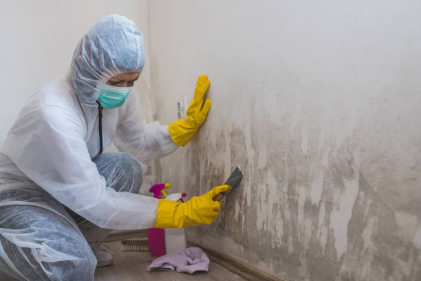 Best DIY Mold Remediation Support Services in Warrenton, VA