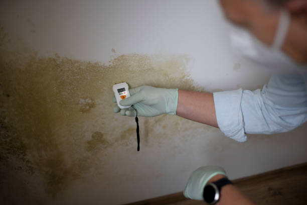 Best Bathroom Mold Remediation in Warrenton, VA