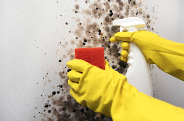 Best Insurance-Related Mold Remediation in Warrenton, VA