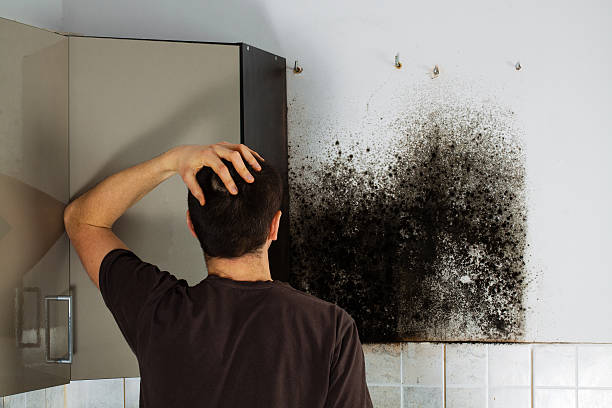 Professional Mold Remediation in Warrenton, VA