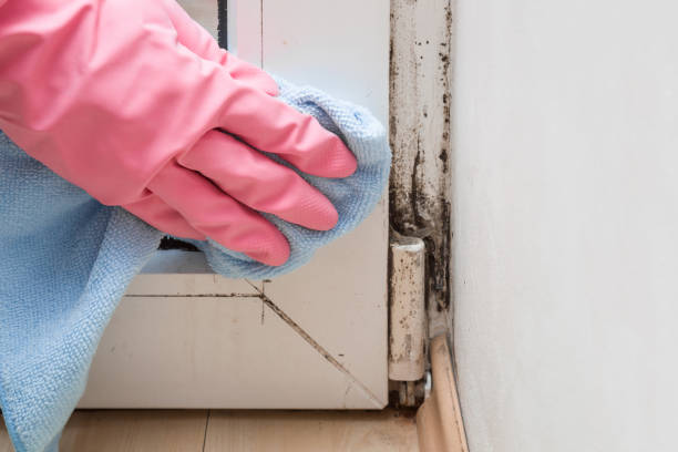 Best Insurance-Related Mold Remediation in Warrenton, VA