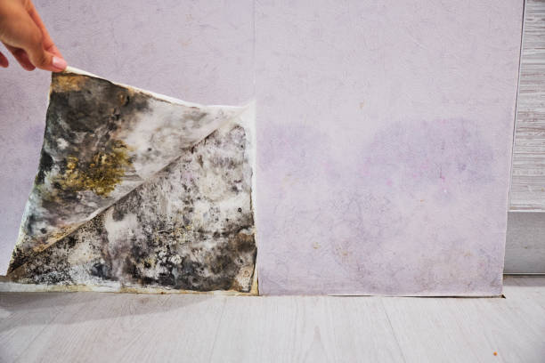 Best Emergency Mold Remediation in Warrenton, VA